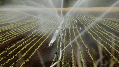 Irrigation sprinkler systems work in the vegetable field. Stock Footage 240866548