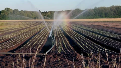 Irrigation sprinkler systems work in the vegetable field. Stock Footage 243644187