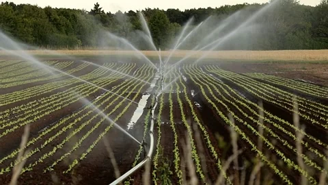 Irrigation sprinkler systems work in the vegetable field. Stock Footage 246598092