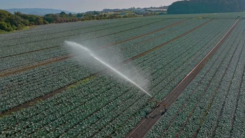Irrigation sprinkler watering rows of vegetables, Auckland, New Zealand Vídeos de archivo 172055979