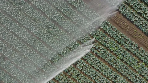 Irrigation sprinkler watering rows of vegetables, Auckland, New Zealand Stock-Footage 172056007