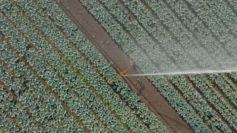 Irrigation sprinkler watering rows of vegetables, Auckland, New Zealand Stock Footage 172056063