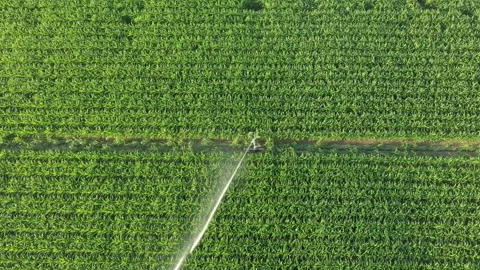 Irrigation sprinkler waters corn field Stock Footage 211411752