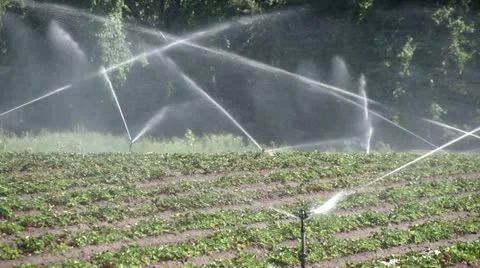 Irrigation Sprinklers HD Stock Footage 11497302