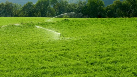 Irrigation by sprinklers.4k Resolution. Video stock 251862403
