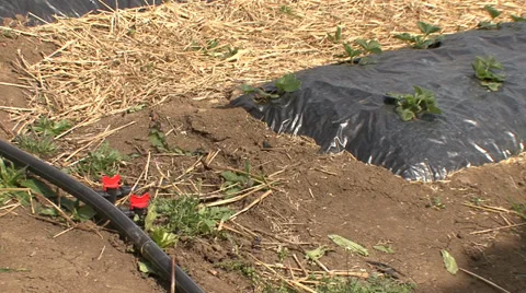 Irrigation of strawberries Stock-Footage 38302014