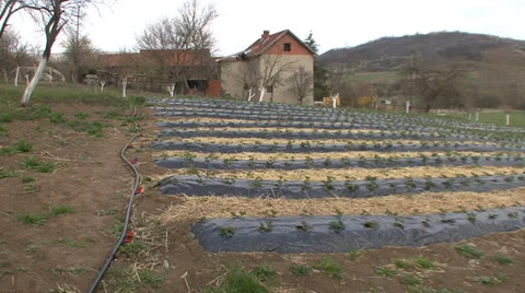 Irrigation in strawberry field Stock Footage 38302201