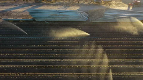 Irrigation in strawberry fields and stacks of pipes Stock Footage 145841834