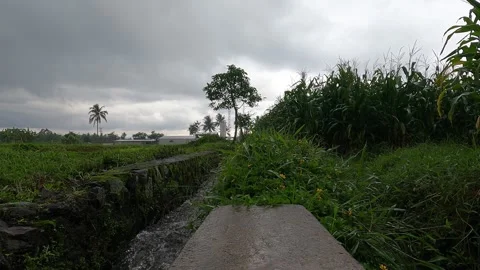 Irrigation Stream in Bali Paddy Fields – Rainy Afternoon Atmosphere Stock Footage 321102884