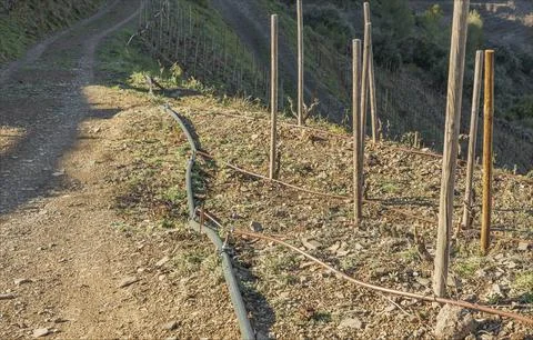 Irrigation structure across multiple rows of vines Stock Photos
