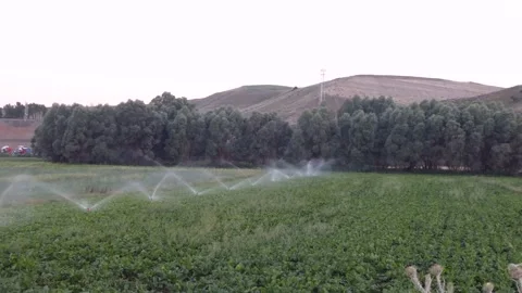 Irrigation of sugar beet fields, irrigation, watering the garden with fountai 스톡 동영상 137541215