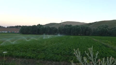 Irrigation of sugar beet fields, irrigation, watering the garden with fountai Vídeo Stock 137541496