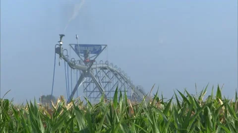 Irrigation Sweep wide low angle in corn Stock-Footage 39994198