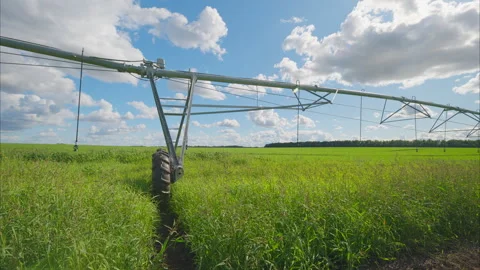 An irrigation system is actively functioning over a lush green crop field beneat Video stock 316672038