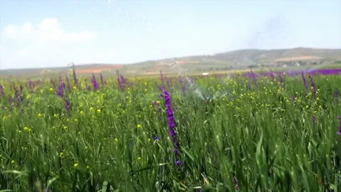 Irrigation system of agricultural lands Stock Footage 212060232