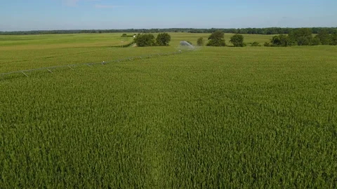 Irrigation system on corn crops drone Stock Footage 136691964