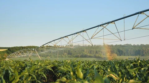 Irrigation system on a corn field on a sunny day Stock Footage 111712643