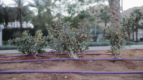 Irrigation system for decorative plants in the desert near the road. Israel Stock Footage 183396677