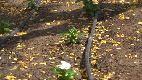 Irrigation System in Dubai Stock-Footage 86941356