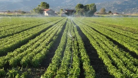 Irrigation system on a farm Stock Footage 75983593