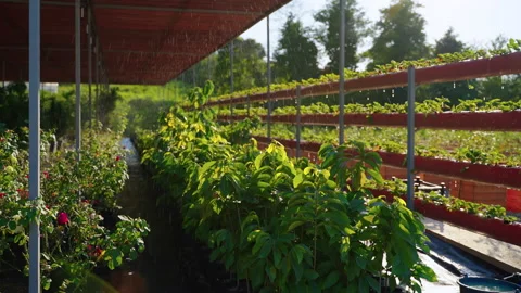 Irrigation system on a farm Stock Footage 168268284