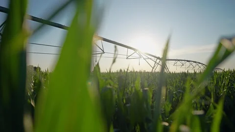 An irrigation system in field. A farm with irrigation machinery. A field of Video stock 320063170