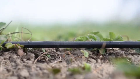 Irrigation system in the field Stock Footage 129082467