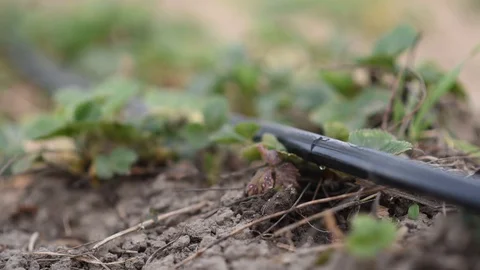 Irrigation system in the field with greenery Stock Footage 129082454
