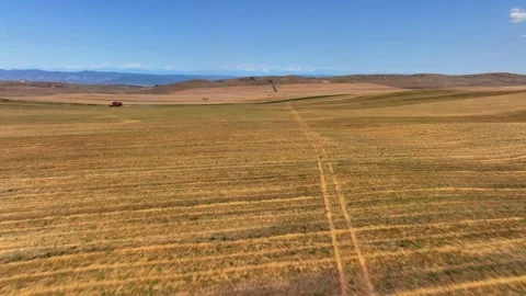 Irrigation system of a field with sunflowers, yellow sunflowers on a sunny day Stock Footage 304563646