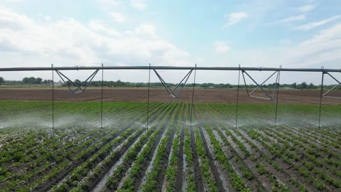 Irrigation system in the field under the bright sun. Tubes with water sprays Video stock 137036109