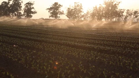 Irrigation system in the fields. Israel. MVI-1610-01 스톡 동영상 98611391