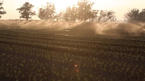 Irrigation system in the fields. Israel.MVI-1606-02 Stock Footage 98611284