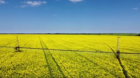 Irrigation system on flowering rapeseed field background Stock Footage 149959418