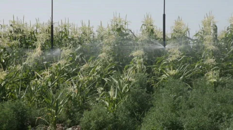 Irrigation system Stock Footage 518256