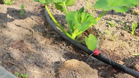 Irrigation system Stock Footage 164116148