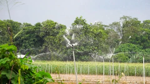Irrigation system in function watering agricultural plants Video stock 138552681