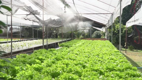 Irrigation system in function watering agricultural planting organic Video stock 170011054