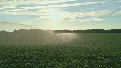 Irrigation system in function watering agricultural plants. Sprinklers 스톡 동영상 311557275
