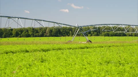 The irrigation system is functioning over a lush green field under a clear blue Stock Footage 316700448