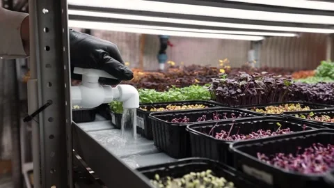 Irrigation system in greenhouse microgreens Stock Footage 236238058