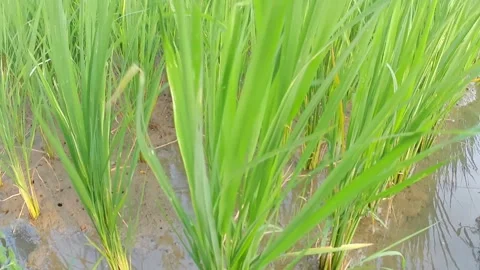 Irrigation system in Indonesian rice fields. Video stock 242525749