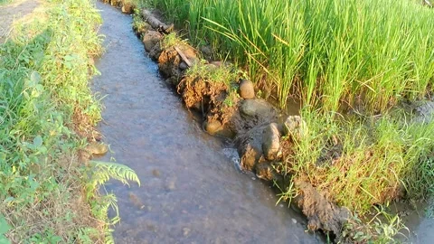 Irrigation system in Indonesian rice fields Video stock 242528678