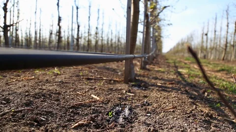 Irrigation system in an industrial apple orchard. A drop of water falls to the Stock-Footage 128299532