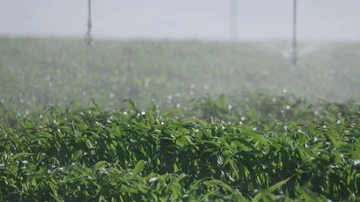 Irrigation System in Israeli Corn Field, afternoon, focus in the front Vídeos de archivo 86155528