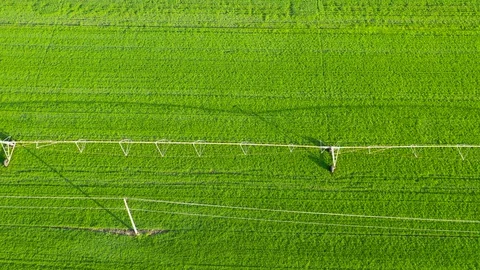 Irrigation system on a large green field.top view drone shot Video stock 128142622