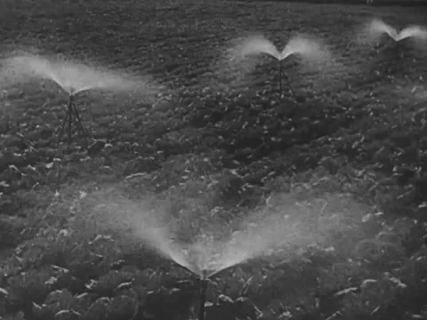 Irrigation system on lettuce farm Stock Footage 229003102