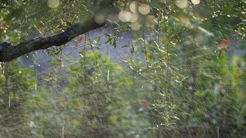 Irrigation system in olive grove Stock-Footage 269523634