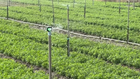An irrigation system operates steadily over a cultivated field where green crops Stock Footage 326215800