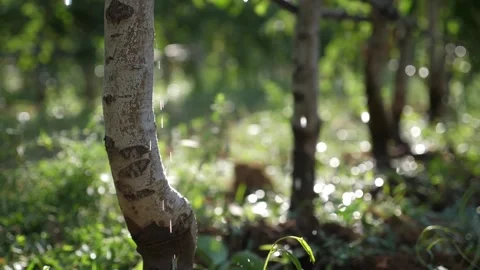 Irrigation system operating under tree branches Stock Footage 153705996