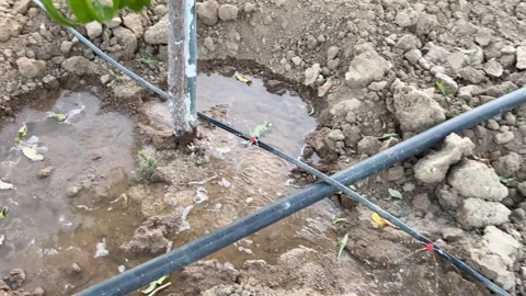 Irrigation system in an orchard, vegetables and fruit trees. Vidéo 258947451
